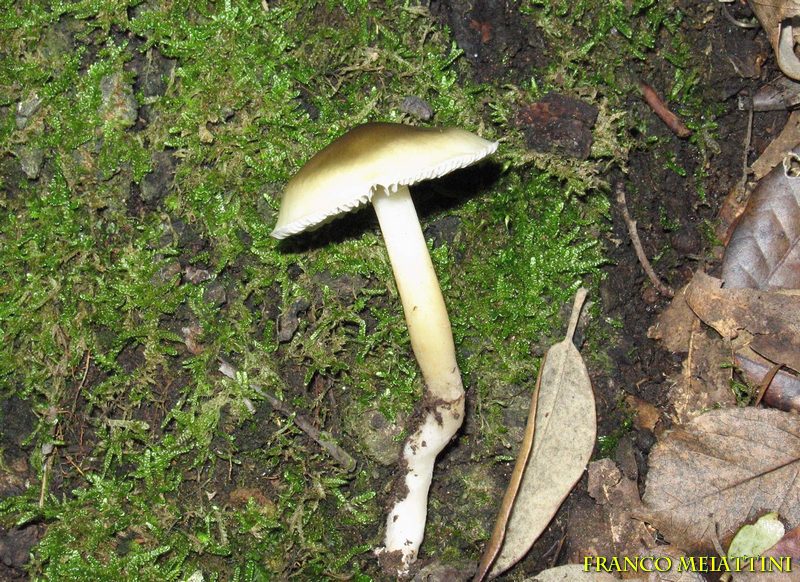 Proposta di studio di Tricholoma saponaceum